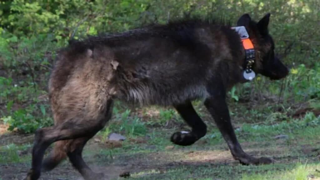 Whistleblowers Oregon Gray Wolf OR-28