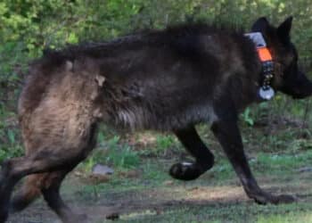 Whistleblowers Oregon Gray Wolf OR-28