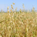 Oats Futures