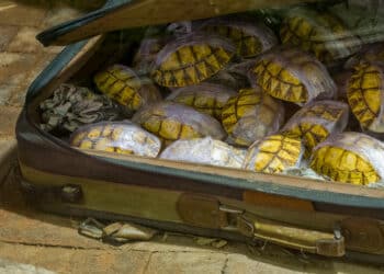 Wildlife Whistleblower