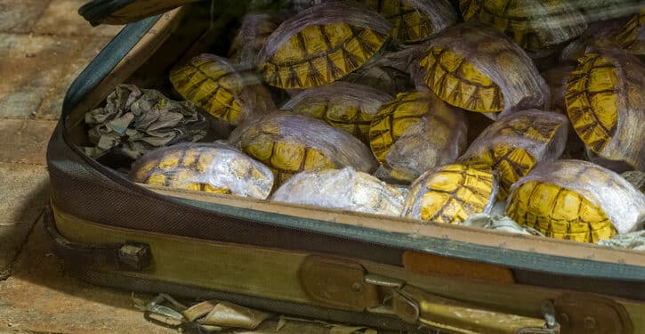 Wildlife Whistleblower