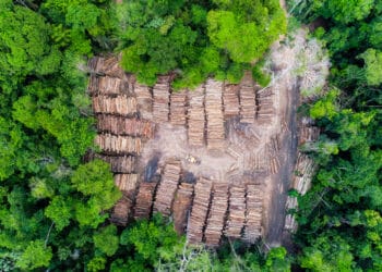 Climate Groups View Whistleblowers as Key to Fight Against Environmental Corruption